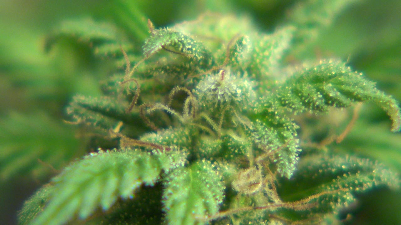 Close plant detail in Westminster, Colorado with sparkling resin points and pale hairs visible among green serrated leaves, with no visible people.