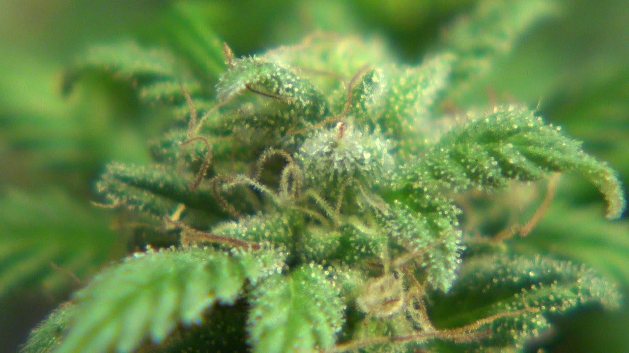 Close view of a green plant bud and serrated leaves in Westminster, Colorado, with bright droplets on the foliage and no visible people.