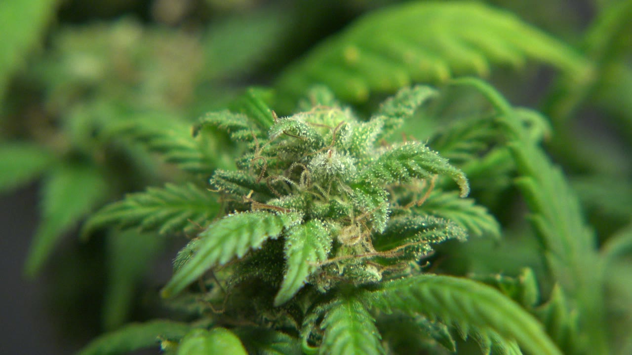Close view of a cannabis bud and serrated green leaves in Westminster, Colorado, with a blurred plant background and no visible people.