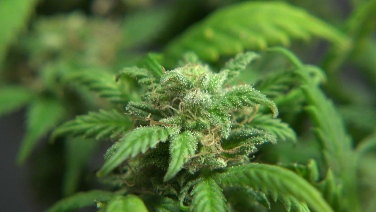 A cannabis flower cluster sits near the center of the frame in Westminster, Colorado, with pale hairs, green leaves, and no visible people.