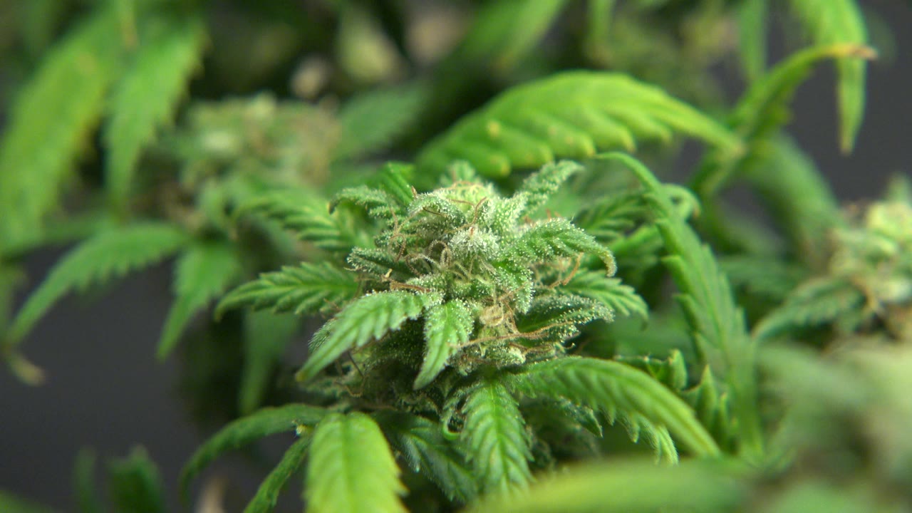 Cannabis bud with surrounding leaves against dark background.