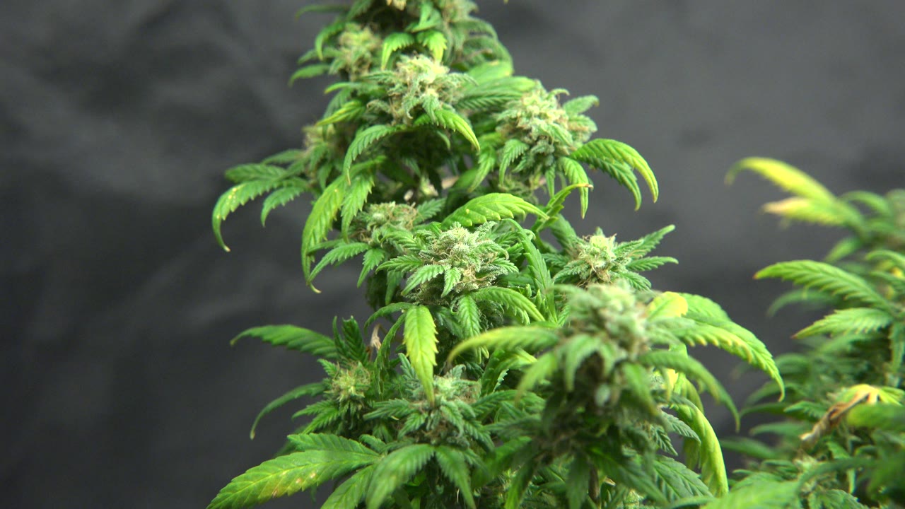 Flowering marijuana plants fill the opening frame in Westminster, Colorado, with green leaves and buds against a dark wrinkled background and no visible people.