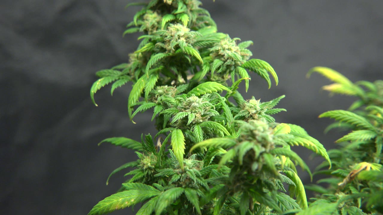 A tall marijuana bud cluster stays centered in Westminster, Colorado, with surrounding green leaves and a soft dark backdrop, and no visible people.