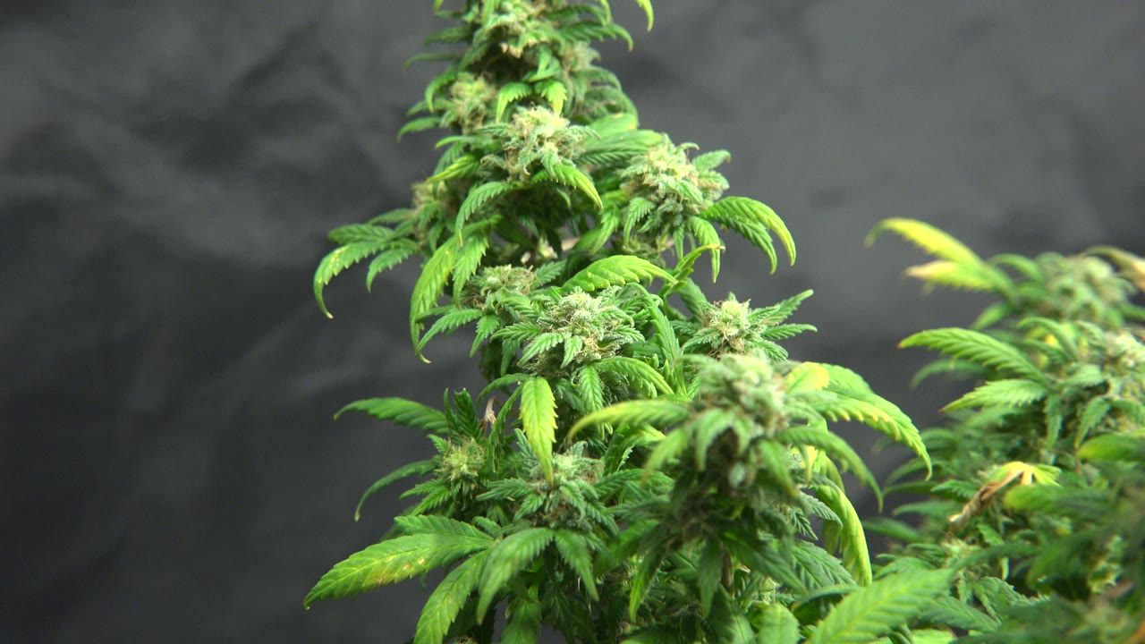 Marijuana plant tops with another leafy plant at right.