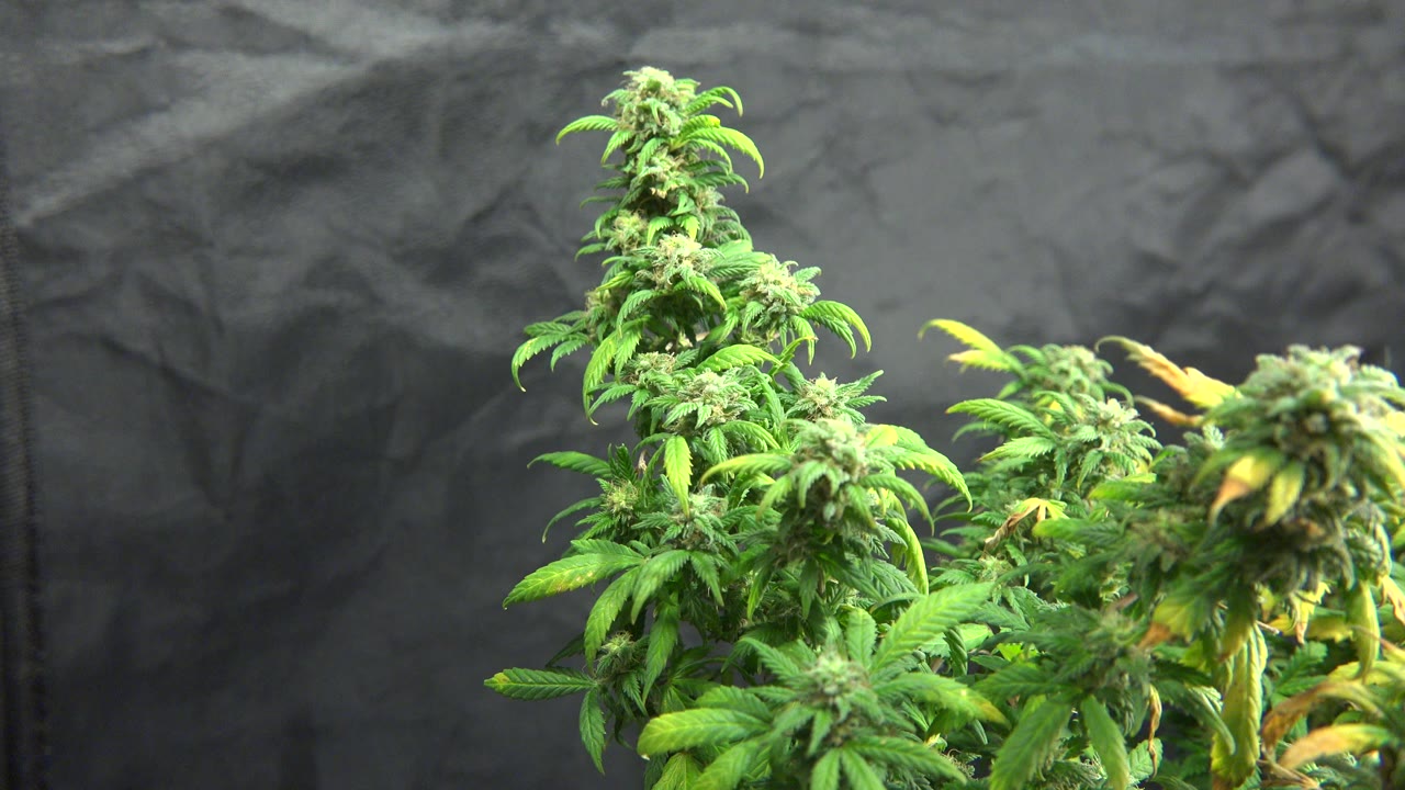 A green marijuana plant fills the lower center of the frame in Westminster, Colorado, with a dark wrinkled tarp behind it and no visible people.