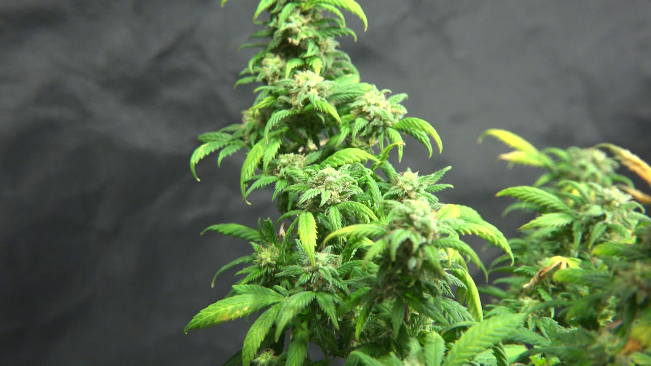 Close-up of a bright green flowering marijuana plant in Westminster, Colorado, with clustered buds, serrated leaves, a dark gray background, and no visible people.
