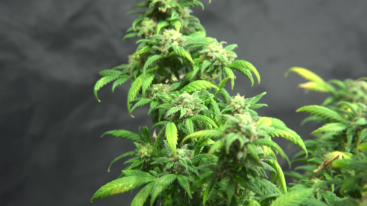 Bright green cannabis leaves and buds in front of a dark blurred background.