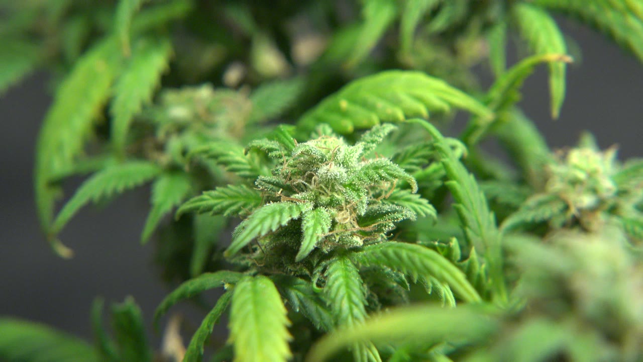 Close cannabis bud and serrated green leaves in Westminster, Colorado grow-room footage, with soft background foliage and no visible people.