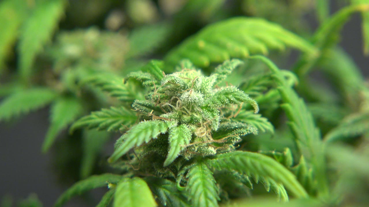 Cannabis bud and leaves lit by warm grow-room light