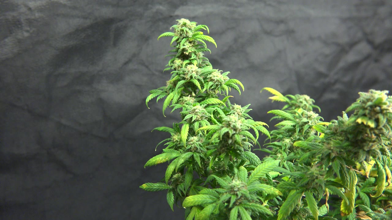 Opening frame of green flowering plant tops in Westminster, Colorado, with clustered buds, bright leaves, a dark wrinkled background, and no visible people.