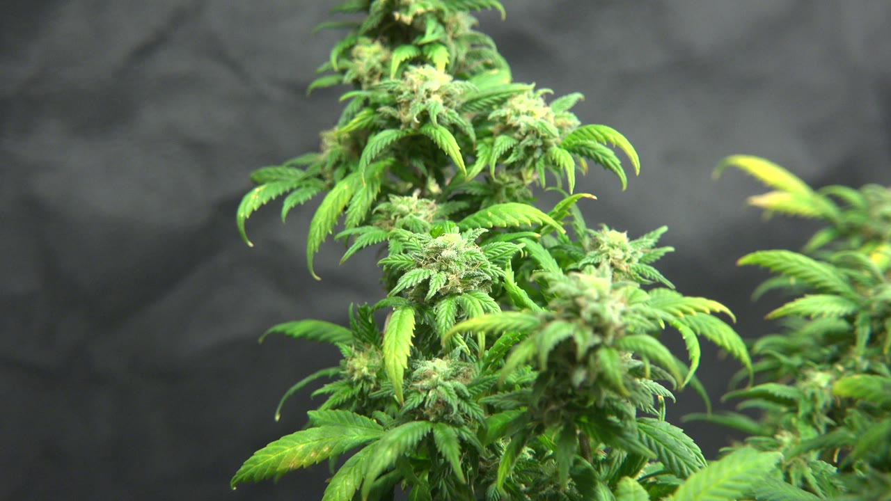 Green plant buds and leaves fill the right side of the frame.