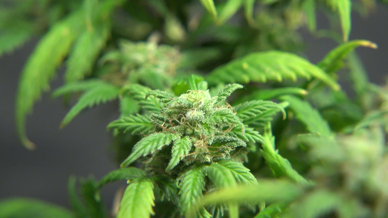 Close-up of a green cannabis bud and serrated leaves in Westminster, Colorado, with soft leafy blur behind it and no visible people.