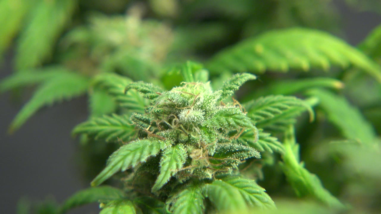 Cannabis bud framed by larger green leaves in shallow focus.