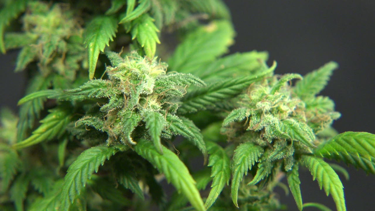 Close-up cannabis flowers and serrated green leaves in Westminster, Colorado, with a dark blurred background and no visible people.