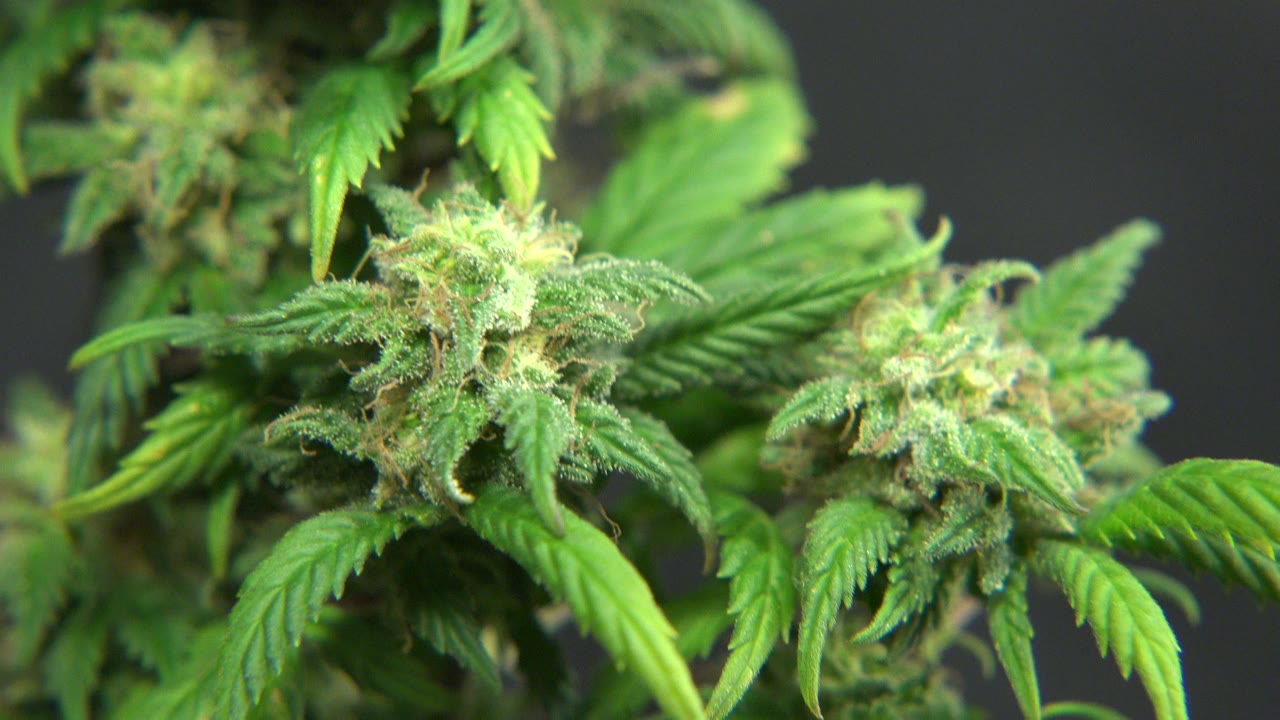Close marijuana buds and serrated green leaves against a dark blurred background.