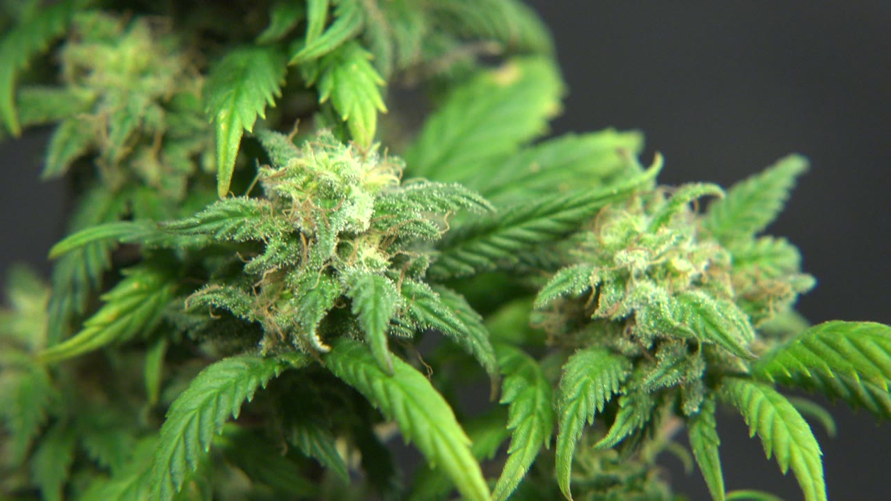 Clustered cannabis buds remain centered in the Westminster, Colorado footage, with bright leaves around them and no visible people.