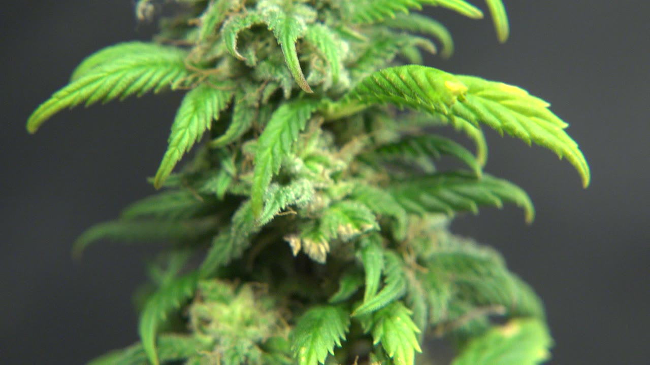 Tight Westminster, Colorado close-up of a green plant bud partly cropped at the top, with bright serrated leaves spreading across a dark soft-focus background and no visible people.