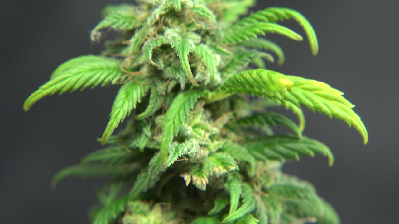 Close view of a green plant top with small leaves and fuzzy bud texture.