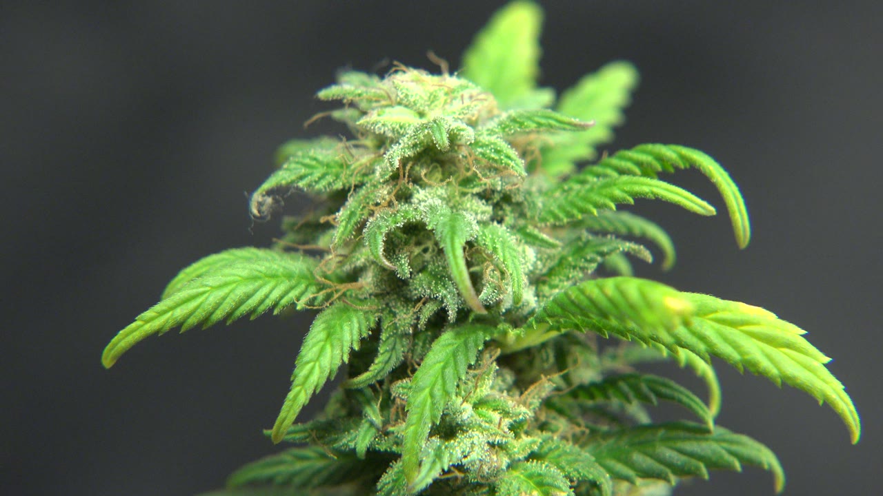 Close-up of a green flowering plant with serrated leaves in Westminster, Colorado, with a dark soft-focus background and no visible people.