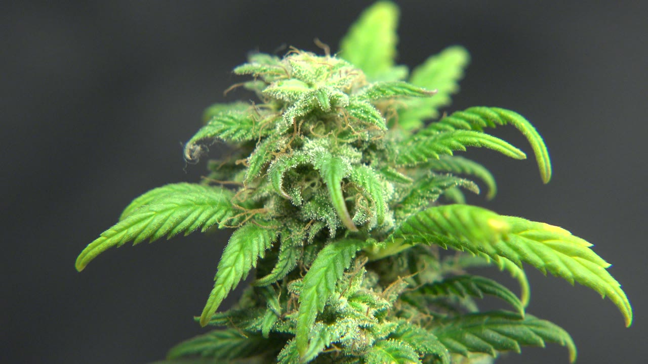 Bright green plant leaves and bud in shallow focus.