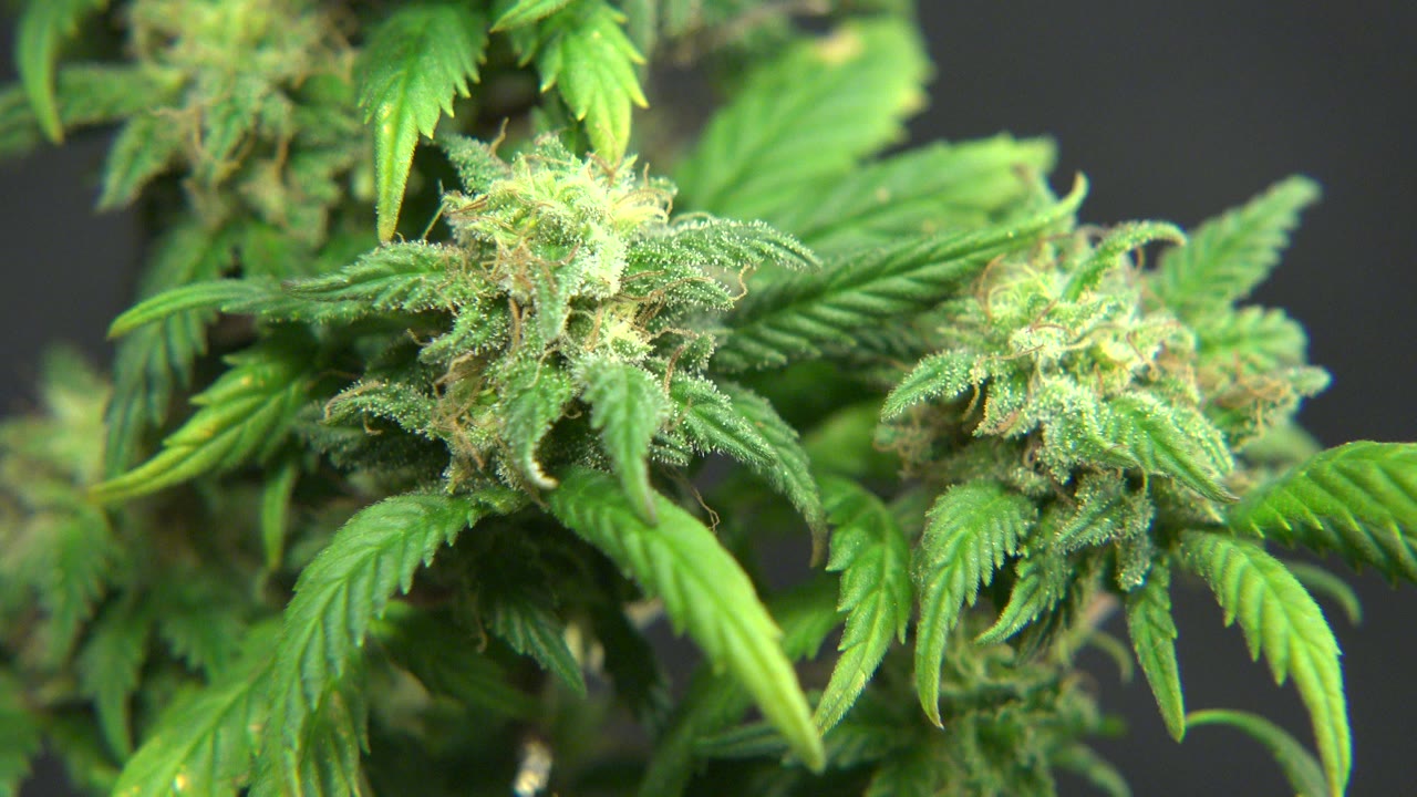 Close marijuana buds and serrated green leaves against a dark background.
