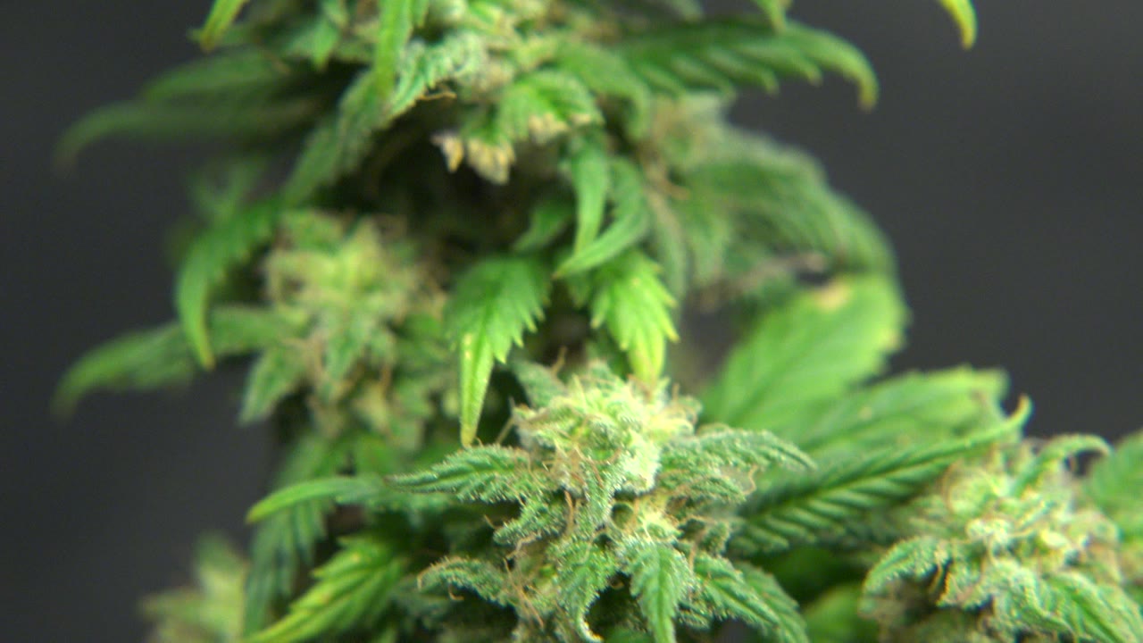 A close view of green plant buds and leaves fills the lower half of the frame in Westminster, Colorado, with a soft gray background and no visible people.