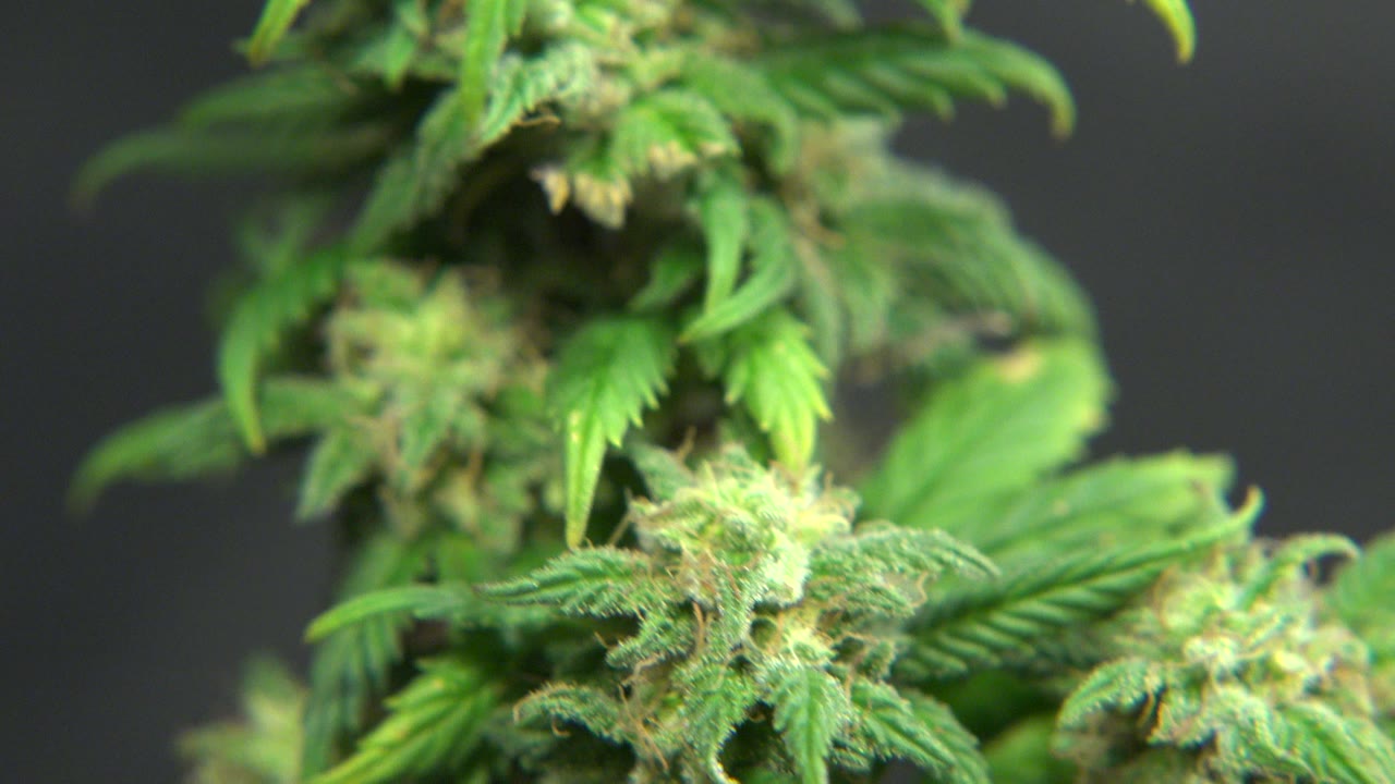 A green plant cluster remains close to the lens in Westminster, Colorado, with leafy shapes sharper near the center and no visible people.