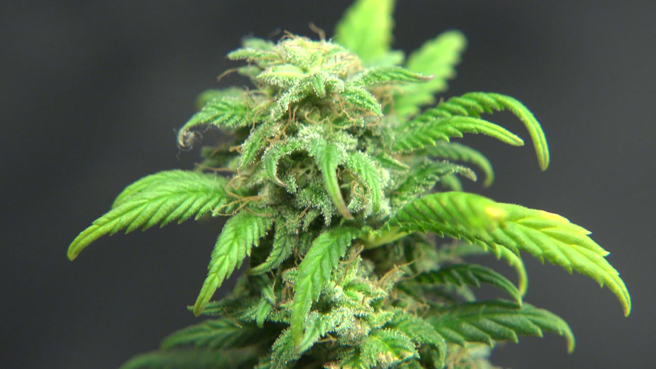 Opening frame of a green flowering plant with serrated leaves in Westminster, Colorado, with no visible people.