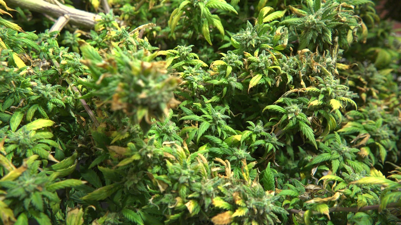 Thick green foliage with yellowing leaves and woody branches.