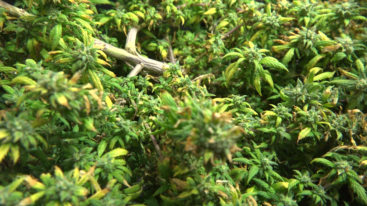 Close view of dense green foliage and pale branches in Westminster, Colorado, with no visible people.