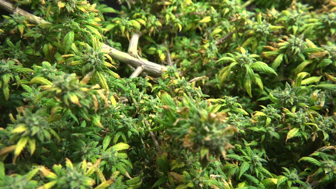 Leafy green plant growth around light branches.