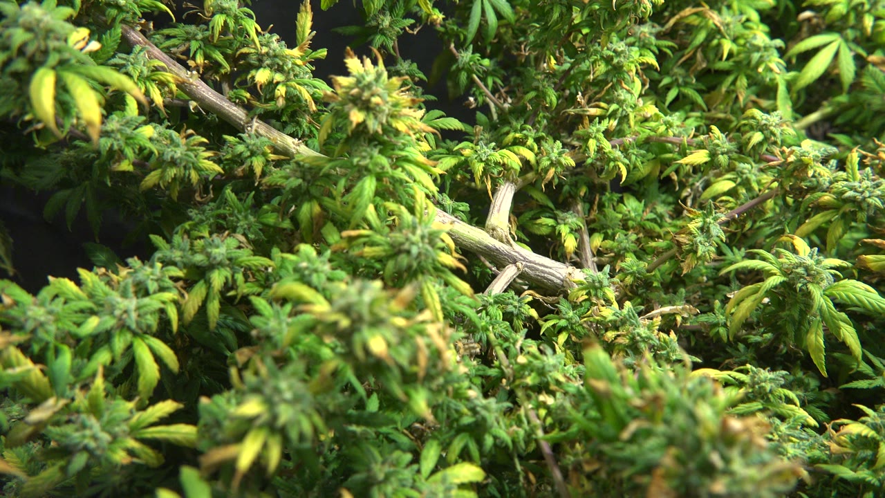 Close view of green marijuana leaves and buds around pale stems.