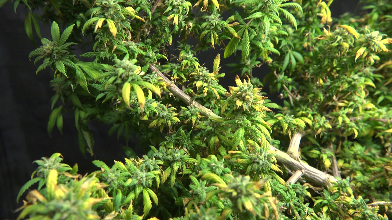 Close Westminster, Colorado tree foliage fills the frame, with yellowing leaves, pale branches, dark background blur, and no visible people.