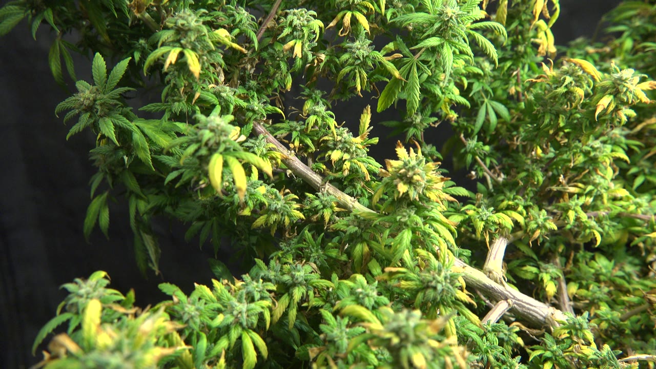 Dense tree foliage with pale diagonal branches and dark background.