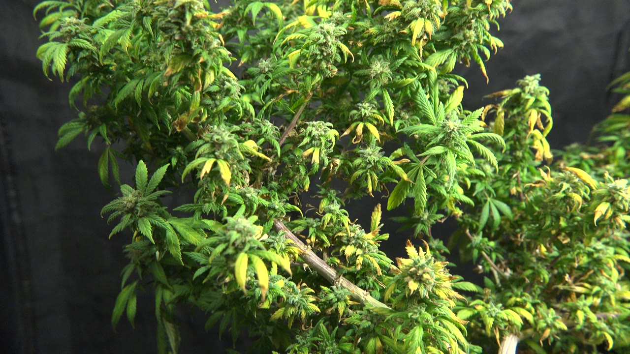 Close-up cannabis plants in Westminster, Colorado, with green and yellow leaves filling the frame under artificial light and no visible people.