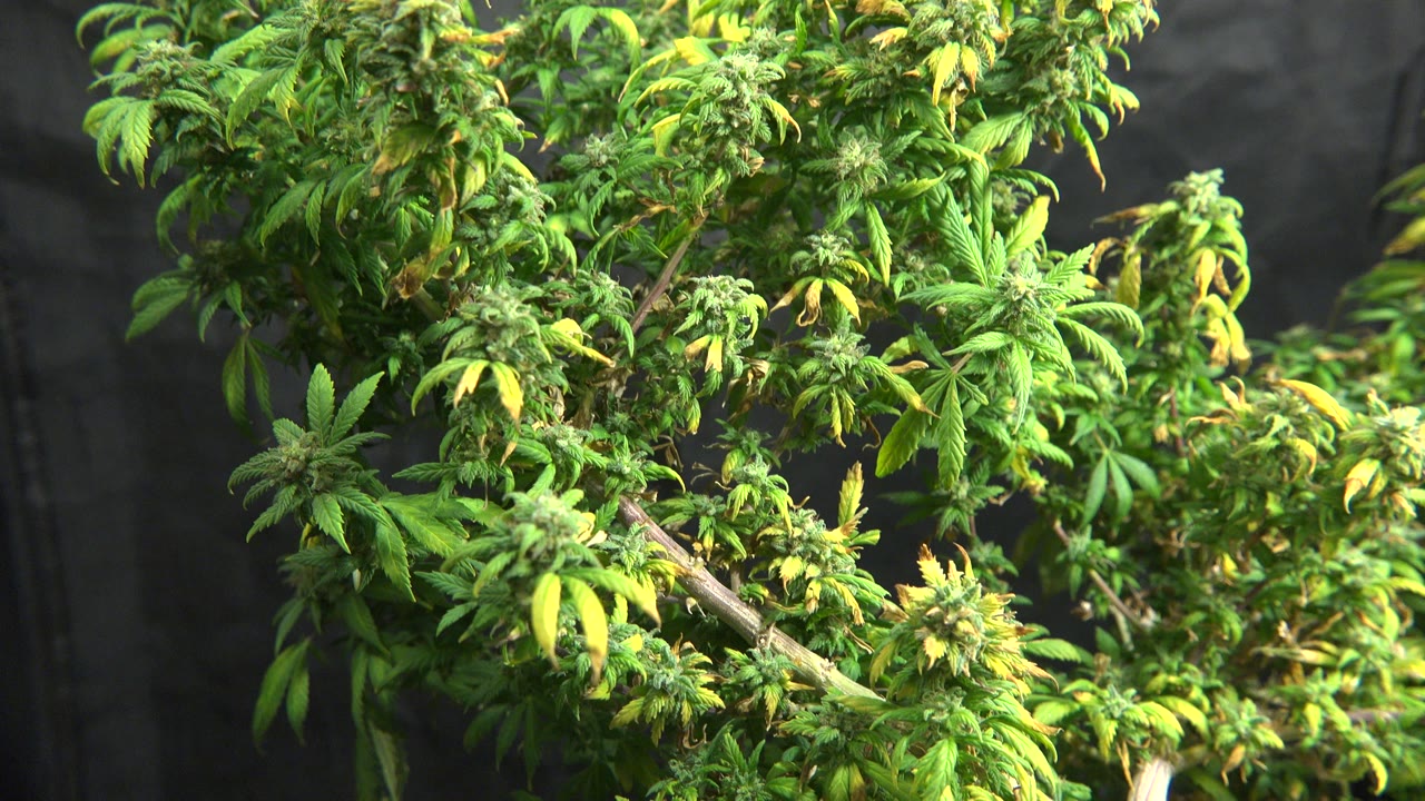 Cannabis branches and clustered buds remain tight in frame in Westminster, Colorado, with bright grow light on the leaves and no visible people.