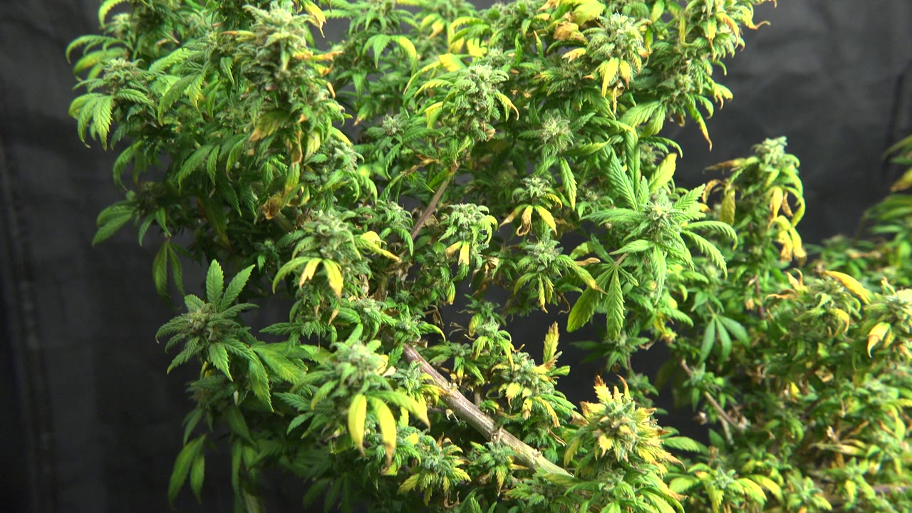 Indoor cannabis branches with yellowing leaves and buds.