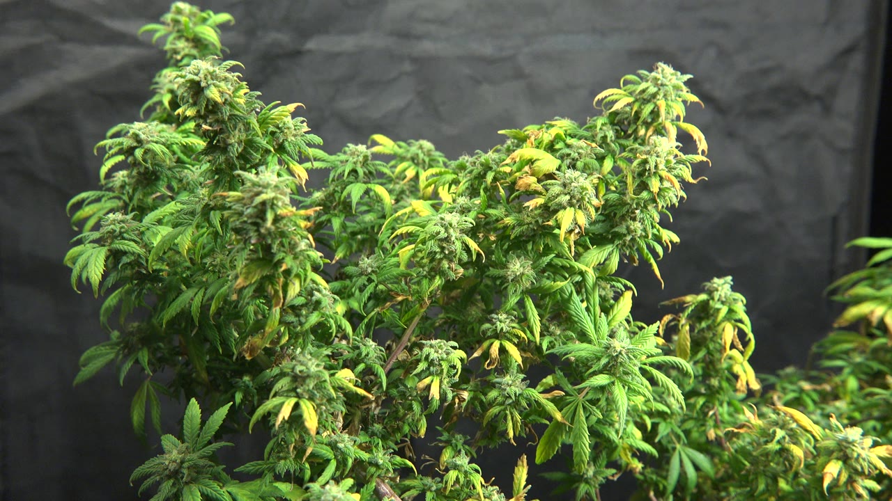 Close view of dense green plant tops with yellowing leaves against a black background in Westminster, Colorado, with no visible people.