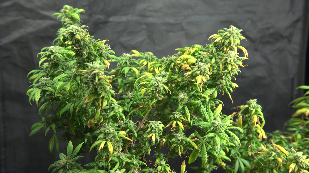 Dense green foliage and buds on black.