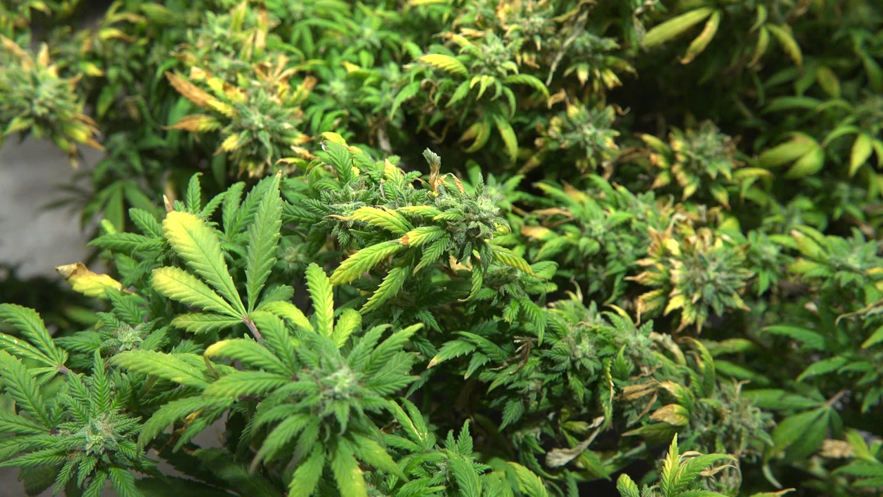 Close cannabis leaves and buds under indoor light