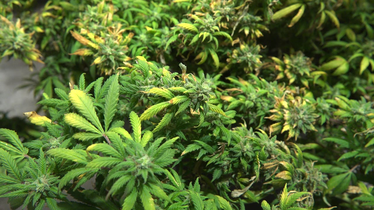 Cannabis foliage fills the frame in Westminster, Colorado, with a bright leaf cluster near the lower left and no visible people.
