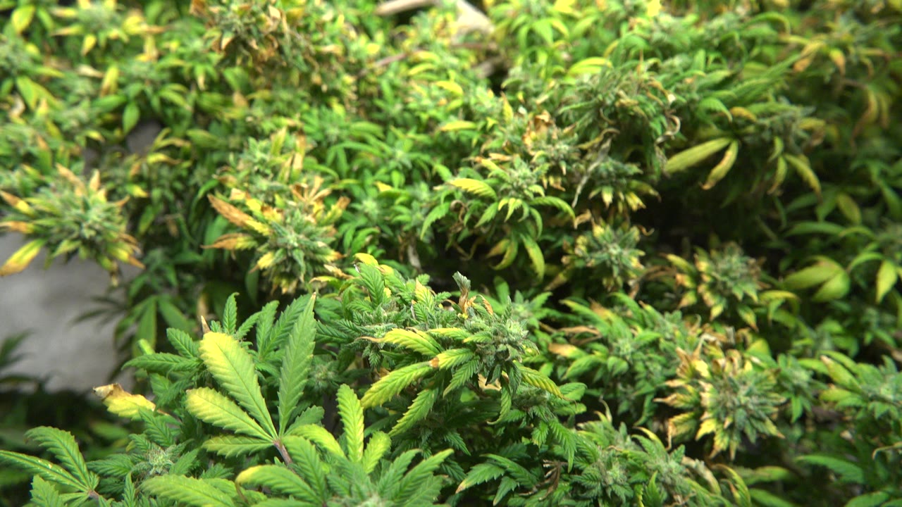 Close view of dense green flowering plants with serrated leaves in Westminster, Colorado, with bright leaf highlights and no visible people.