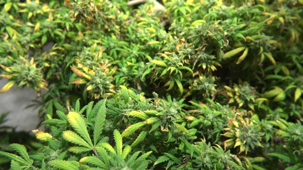 Close plant growth fills the frame in Westminster, Colorado, with a large serrated leaf lower left, clustered buds across the center, and no visible people.