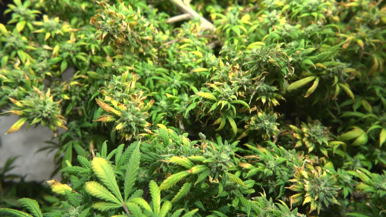 Flowering green plants seen from a close ground camera.