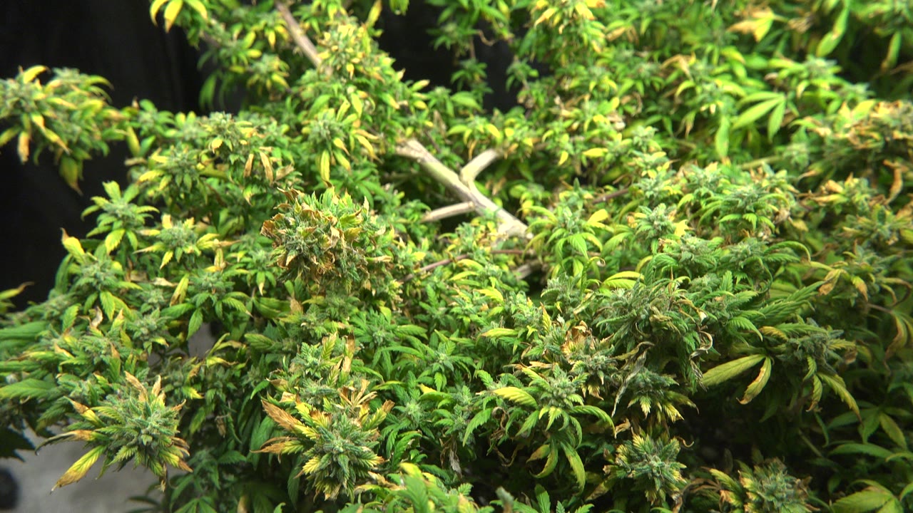 Dense green and yellow leafy plants fill the first frame of the Westminster, Colorado clip, with clustered tops and no visible people.