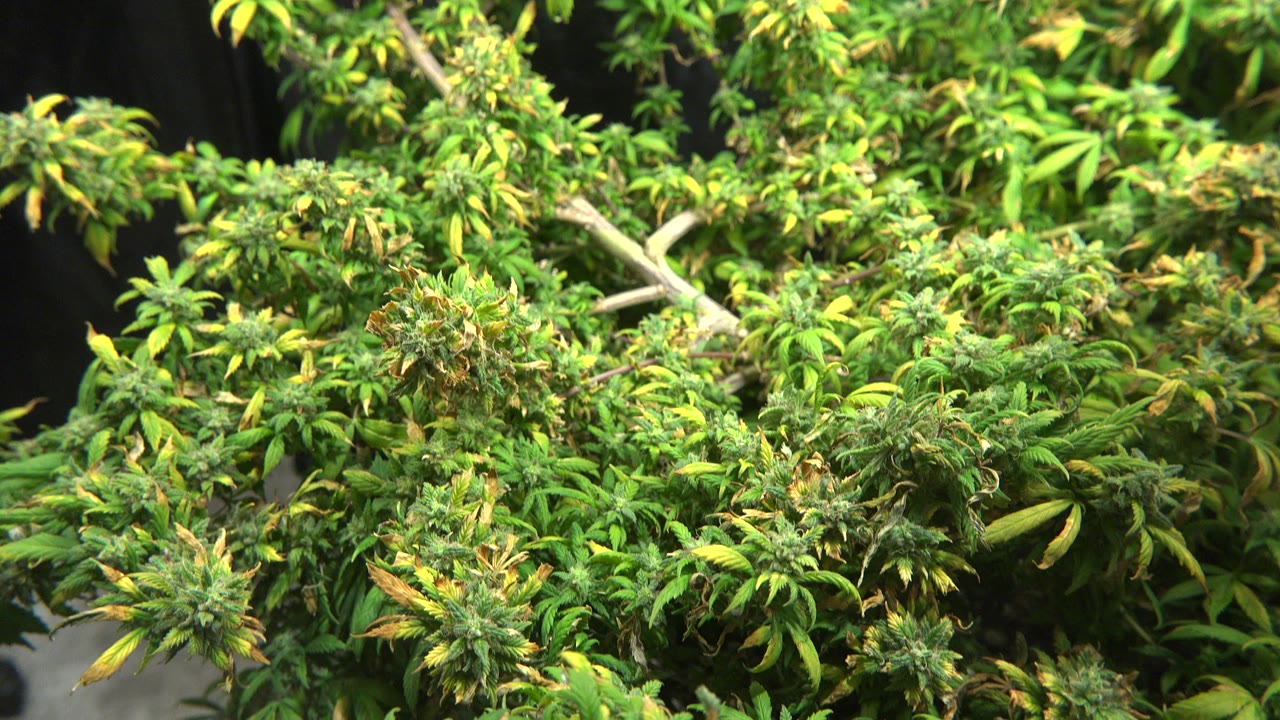 A close Westminster, Colorado frame shows layered green foliage, yellow leaf tips, pale branching stems, and no visible people.