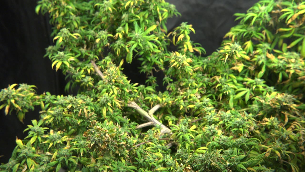 At 0:00, a dense marijuana plant in Westminster, Colorado fills the frame with green leaves, yellowing tips, pale branching stems, a black curtain background, and no visible people.