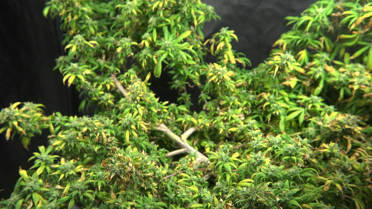 At 0:01, the Westminster marijuana plant remains centered, with clustered sprouts in the lower foreground, leafy branches across the top, dark fabric behind, and no visible people.