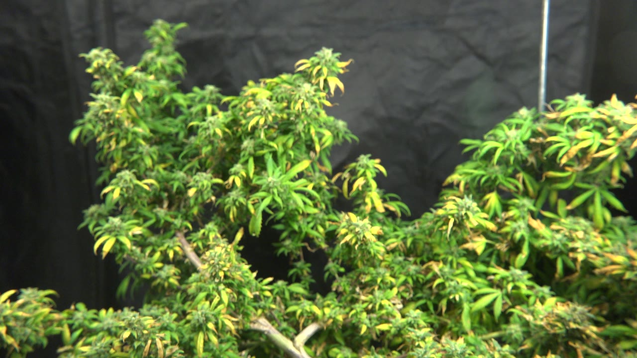 Large marijuana plants fill the frame in Westminster, Colorado, with yellow-green leaves under bright grow lighting and no visible people.