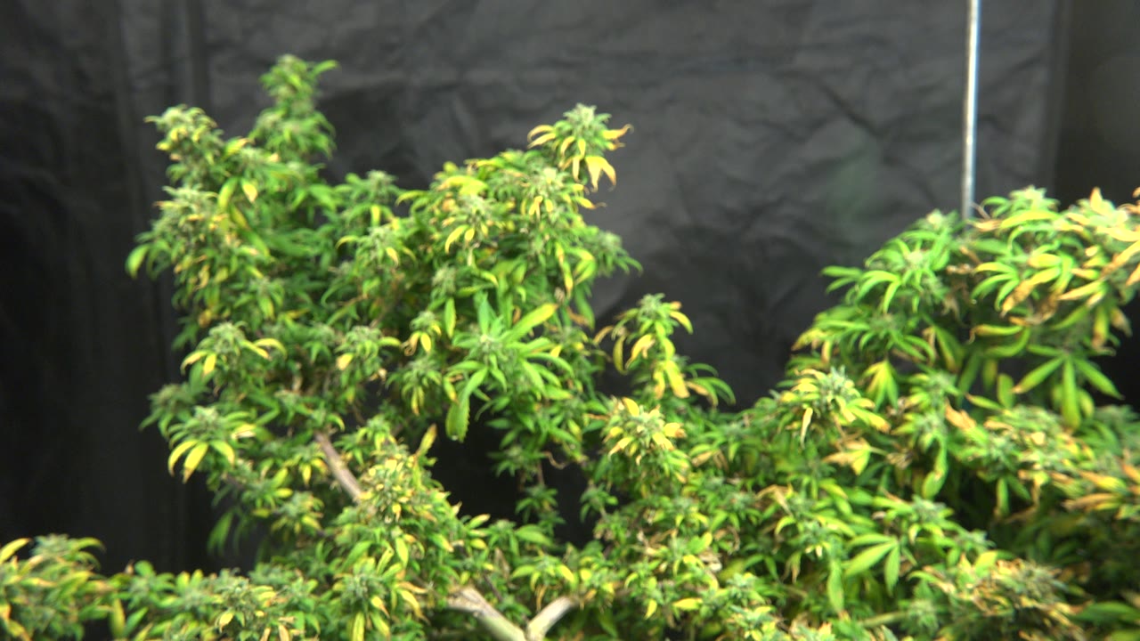 Close view of marijuana plant tops and yellow-green leaves